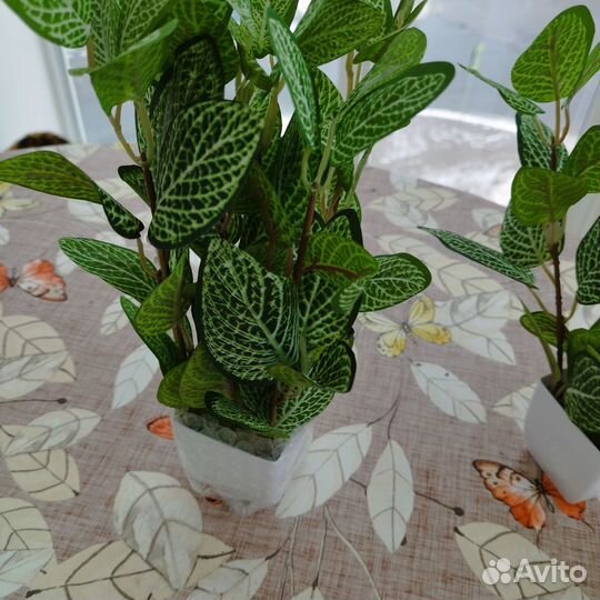 Искусственные цветы в горшке фиттония для декора