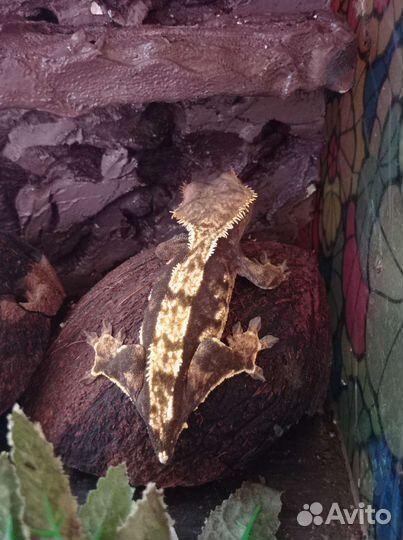 Гемитеконикс, бананоед самки