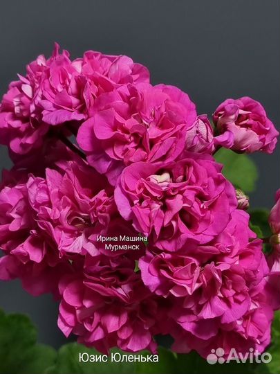 Черенки пеларгон