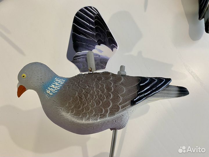 Махокрыл голубя