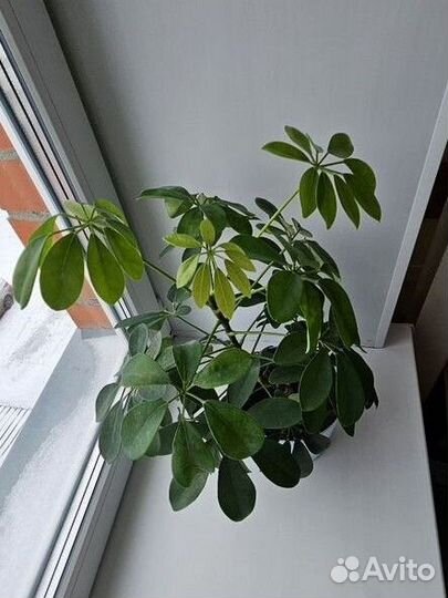 Комнатные цветы шефлера