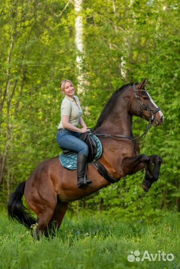 Фотосессии с лошадьми и собаками