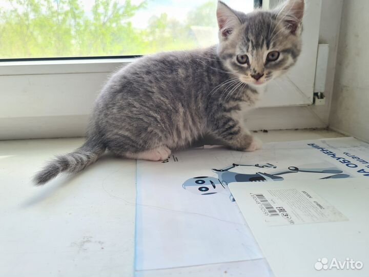 Котенок