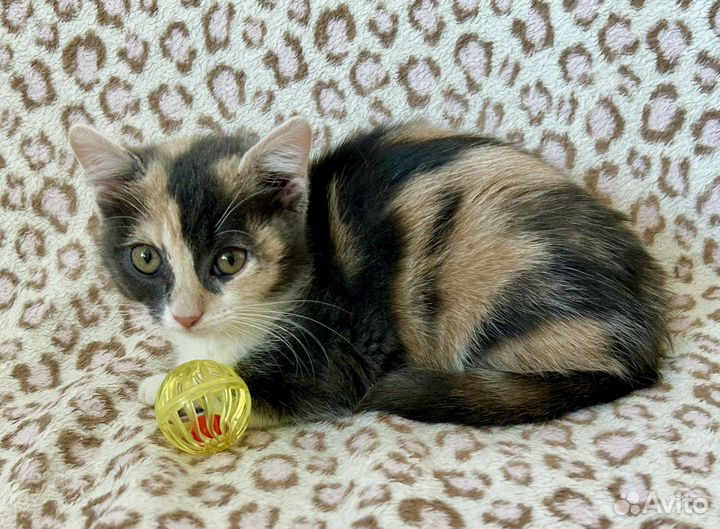 Шотландская Плюшка в добрые руки