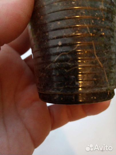 Пеларгония Pac salmon princess