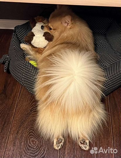 Шпиц, кабель на вязку