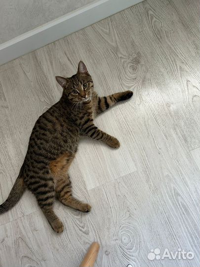 Кот в добрые руки