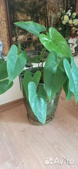 Комнатные цветы антуриум