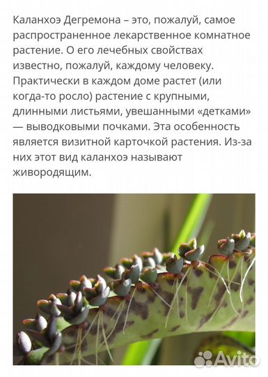 Каланхоэ дегремона