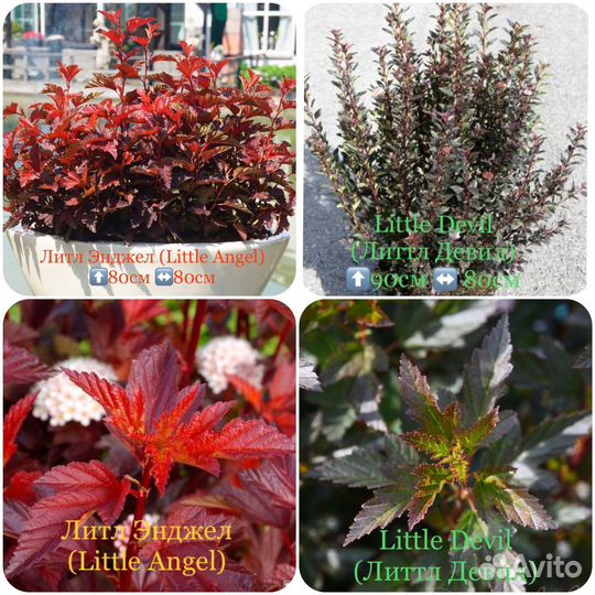 Пузыреплодник Литл энжел little Angel