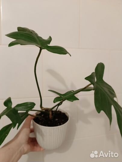 Филодендрон