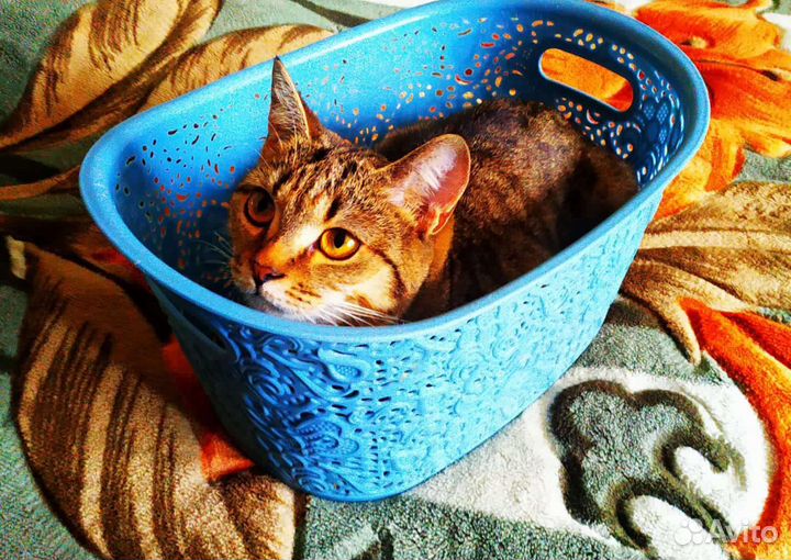 Стерилизованная кошечка ищет дом