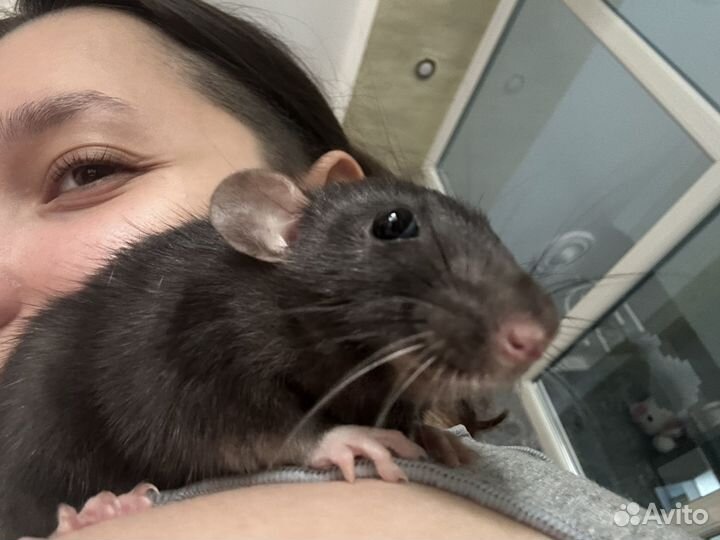 Крыса дамбо бесплатно