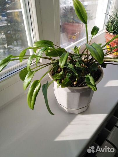 Комнатные цветы