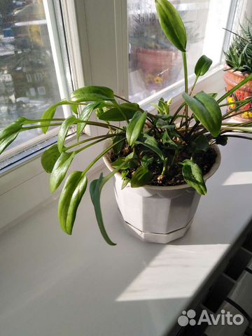 Комнатные цветы