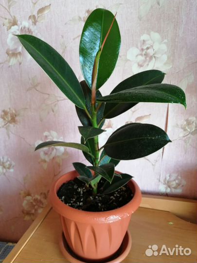 Фикус каучуконосный