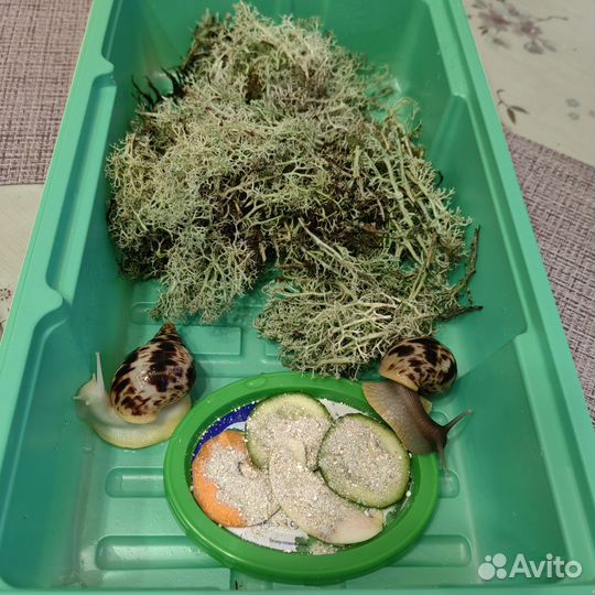 Улитки Ахатины ретикулята