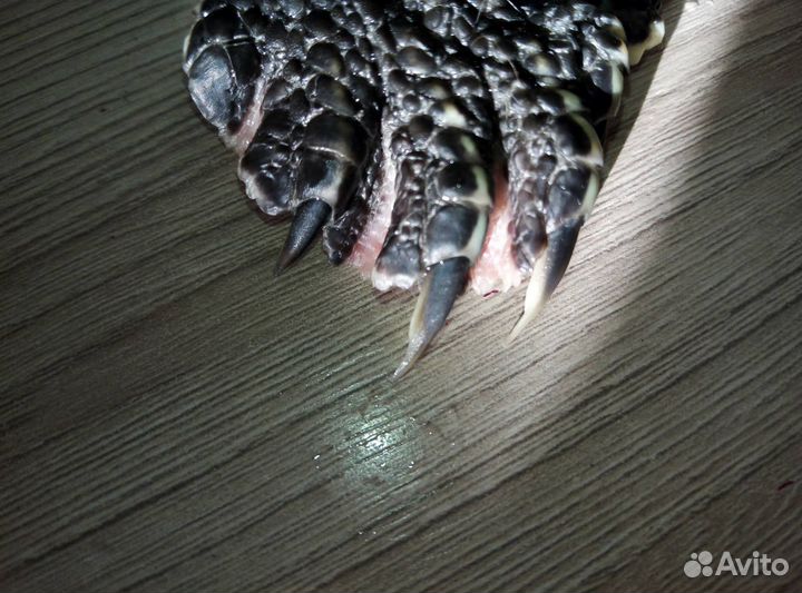 Красноухая черепаха