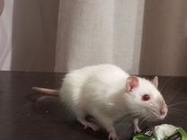 D4 f47n конденсаторы бежевые. титульник журнал кассира операциониста. журнал кассира-операциониста титул. форма км-4 журнал кассира-операциониста. км 4 2017.