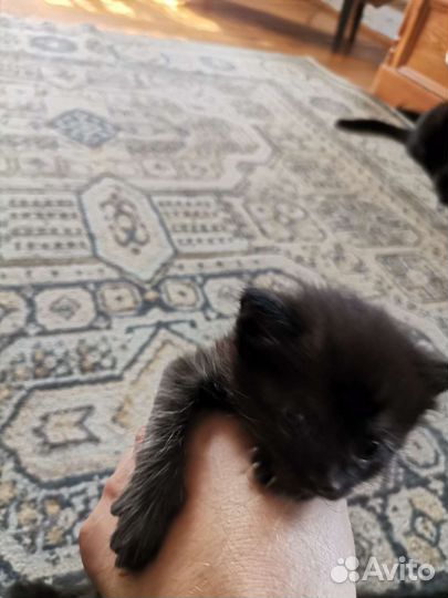 Котята в добрые руки бесплатно