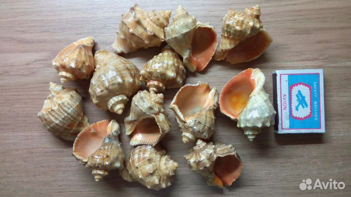 Ракушки рапан