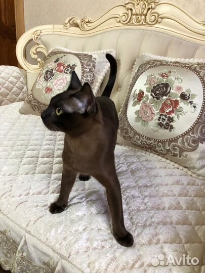 Бурманский кот на вязку