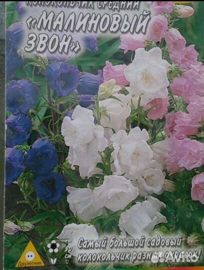 Колокольчики рассада