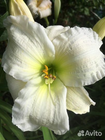 Лилейники сортовые