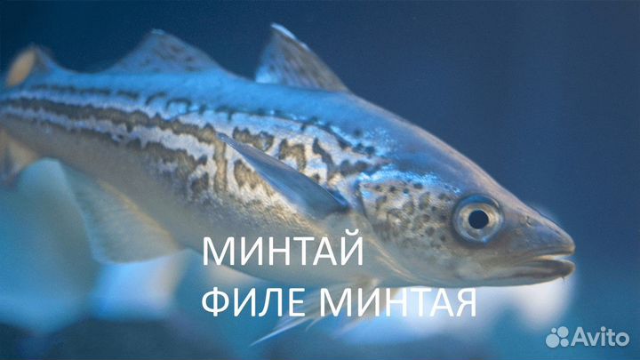 Филе минтая, минтай