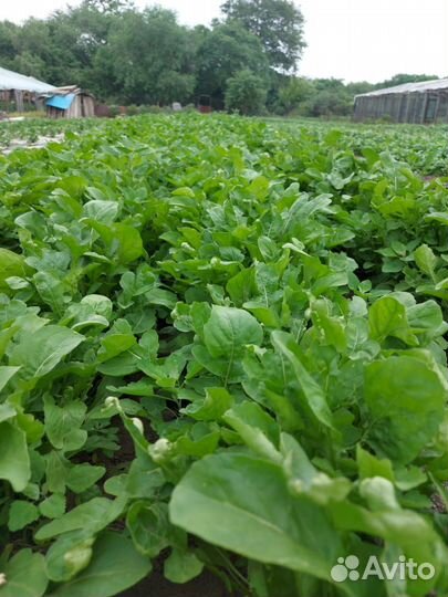 Свежая зелень, Базилик, Мята, Мелисса, Лук зеленый