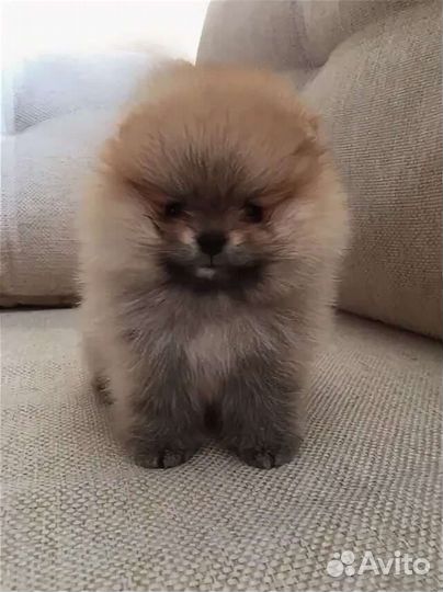 Щенки померанского шпица