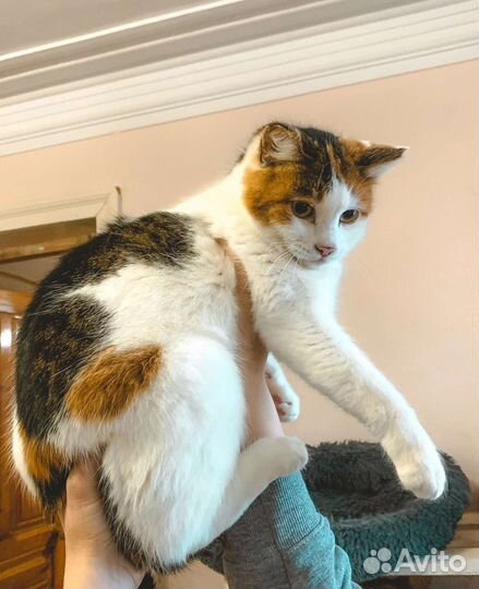 Скромная Клёпа (из приюта)