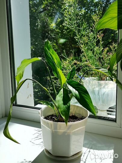 Спатифиллум