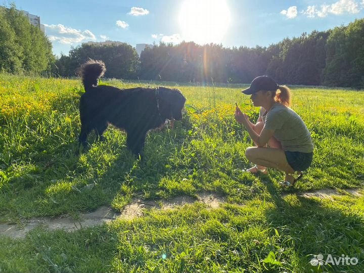 Вязка чёрный флет(ретривер)
