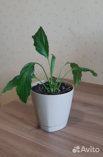 Спатифиллум, фикус, драцена. Комнатные цветы