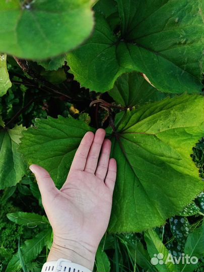 Бузульник Отелло Дездемона Тангутский