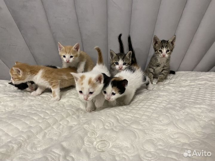 Котята в добрые руки