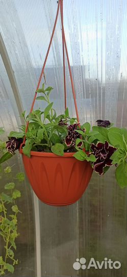 Рассада, цветы