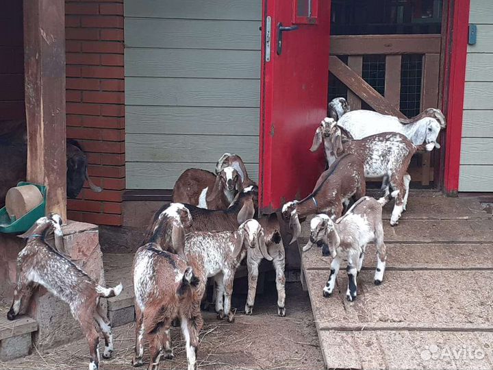 Англо-Нубийские козы