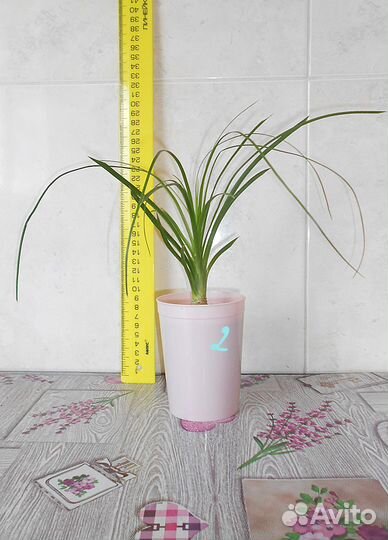 Бокарнея нолина, бутылочное дерево