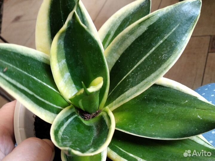 Сансивиерия сортовая низкорослая