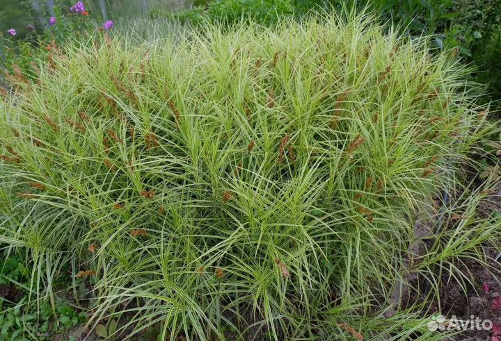 Декоративные злаки