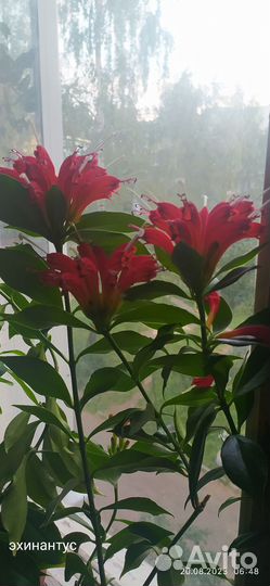 Спатифиллум