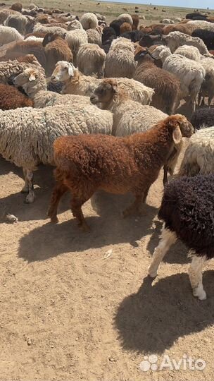 Овцы бараны ягнята