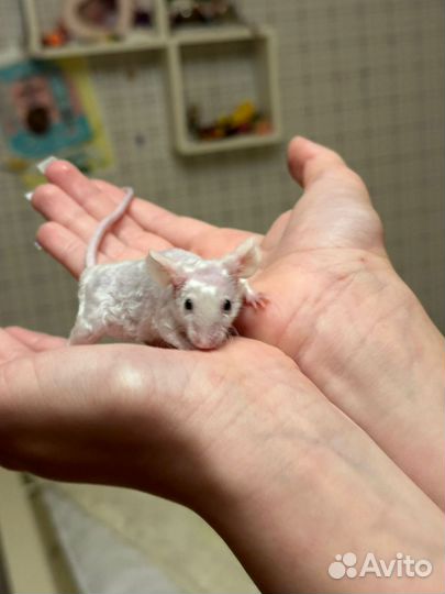 Отдадим двух декоративных мышей в добрые руки