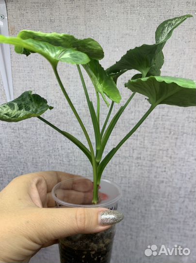 Сингониумы