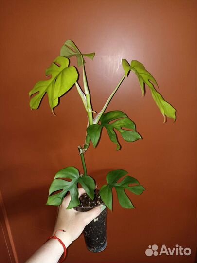 Сциндапсусы, филодендроны, монстеры 3