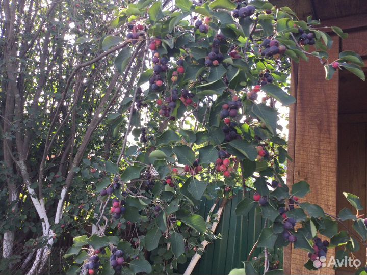 Крупная малина ирга смородина слива саженцы