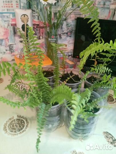 Папоротник комнатный