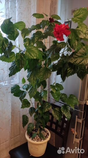 Гибискус алый